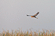Grey Heron, Nal Sarovar, Gujarat, India