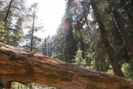 Pine Forest, Khajjiar, Himachal Pradesh, India