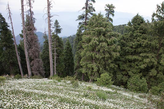 View from Dainkund Peak, Dalhousie, Himachal Pradesh, India