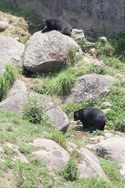 Bears, Gopalpur Zoo, Dharamshala, Himachal Pradesh, India