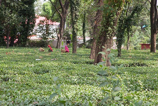 Tea Garden, Palampur, Dharamshala, Himachal Pradesh, India