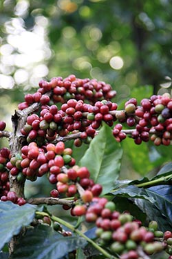 Coffee Berries, Sandalkad Estates, Medekeri, Karnataka