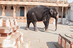 Temple Elephant, Virupaksha Temple, Hampi, Karnataka, India