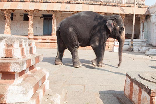 Temple Elephant, Virupaksha Temple, Hampi, Karnataka, India