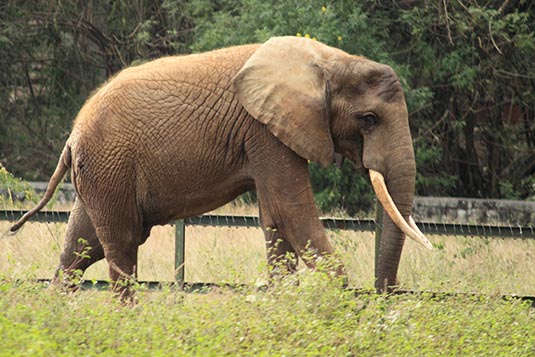 Image result for elephant KARNATAKA