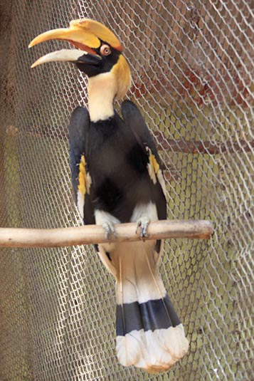 Great Indian Hornbill, Mysore Zoo, Mysore, Karnataka