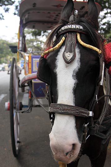 Horse Carriage, Mysore, Karnataka