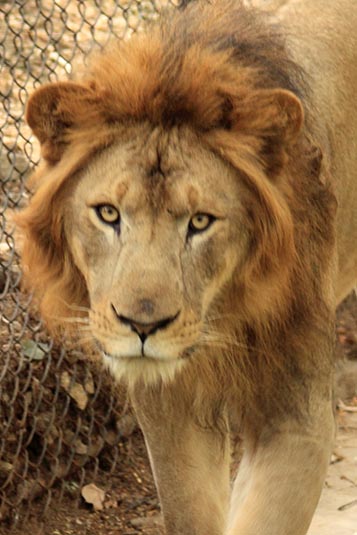 Lion, Mysore Zoo, Mysore, Karnataka