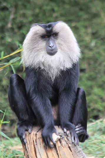 Monkey, Mysore Zoo, Mysore, Karnataka