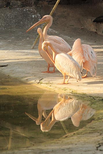 Storks, Mysore Zoo, Mysore, Karnataka