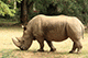 Two Horned Rhino, Mysore Zoo, Mysore, Karnataka