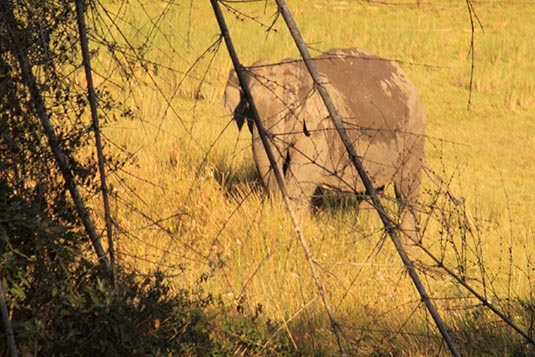 Elephant, Rajiv Gandhi National Park, Nagarhole, Karnataka
