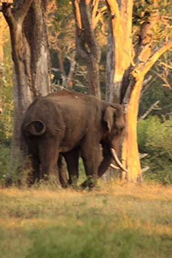 Elephant, Somewhere between Nagarhole and Mysore, Karnataka