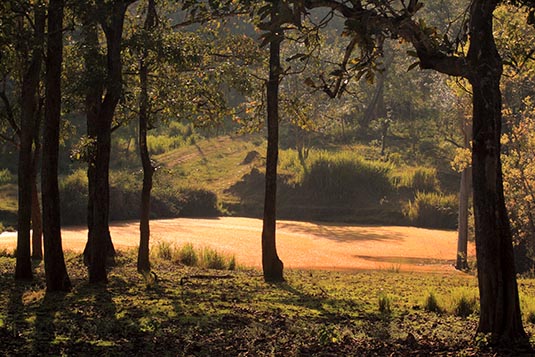 Swamp, Rajiv Gandhi National Park, Nagarhole, Karnataka