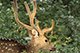 Horned Deer, Rajiv Gandhi National Park, Nagarhole, Karnataka