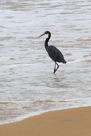 Kovalam Beach, Seabird, Kerala