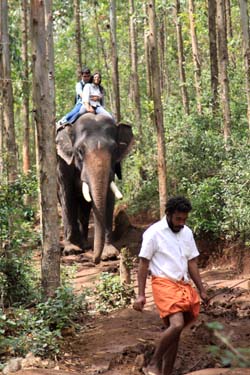 Elephant Ride, Munnar, Kerala