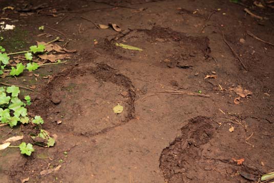 Spices Garden, Elephant Footprints, Munnar, Kerala