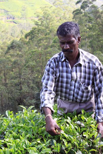 Tea Leaf Plucking, Munnar, Kerala