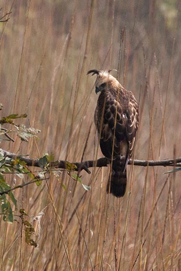 Changeable Hawk Eagle, Kanha, Madhya Pradesh, India