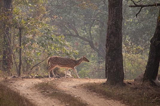 Deer Crossing, Kanha, Madhya Pradesh, India