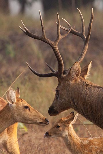 Deer Family, Kanha, Madhya Pradesh, India