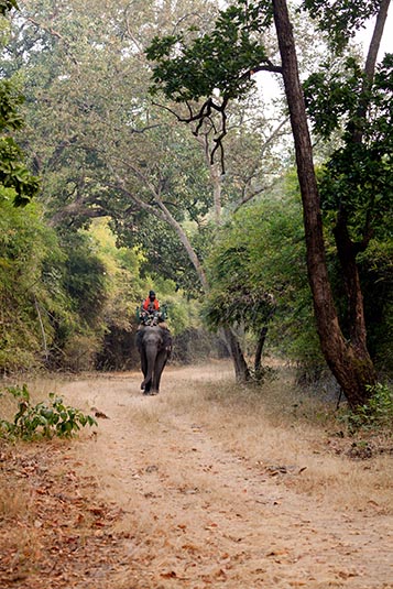 Elephant Patrol, Bandhavgarh, Madhya Pradesh, India