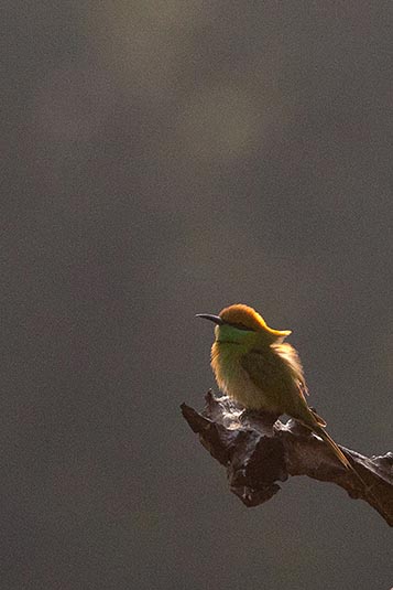 Green Bee-eater, Bandhavgarh, Madhya Pradesh, India