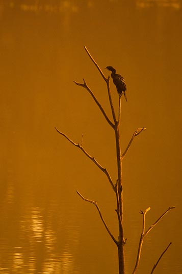 Little Cormorant, Kanha, Madhya Pradesh, India