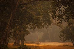 Forest, Bandhavgarh, Madhya Pradesh, India