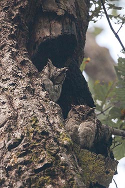 Owls, Kanha, Madhya Pradesh, India
