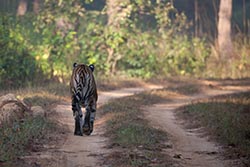Tigress, Kanha, Madhya Pradesh, India