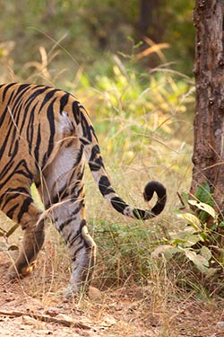 Tigress Spotty, Bandhavgarh, Madhya Pradesh, India