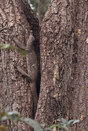 Monitor Lizard, Kanha, Madhya Pradesh, India