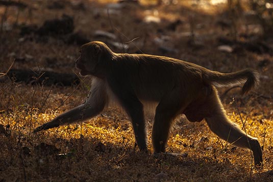 Red-faced Monkey, Bandhavgarh, Madhya Pradesh, India