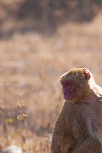 Red-faced Monkey, Bandhavgarh, Madhya Pradesh, India