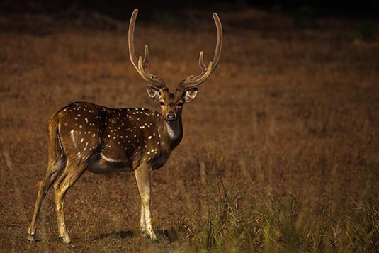 Spotted Deer, Kanha, Madhya Pradesh, India