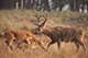 Deer Family, Kanha, Madhya Pradesh, India