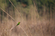 Little Green Bee-eater, Kanha, Madhya Pradesh, India