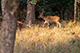 Spotted Deer, Bandhavgarh, Madhya Pradesh, India