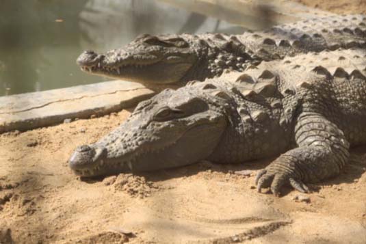 Crocodiles, Chambal river, Gwalior