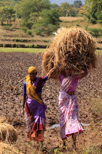 Paddy Harvest, Konkan