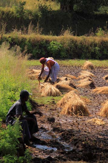 Paddy Harvest, Konkan