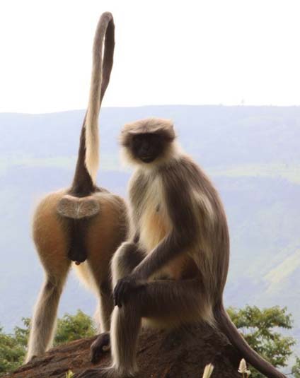 Monkeys, Thoseghar, Satara, India