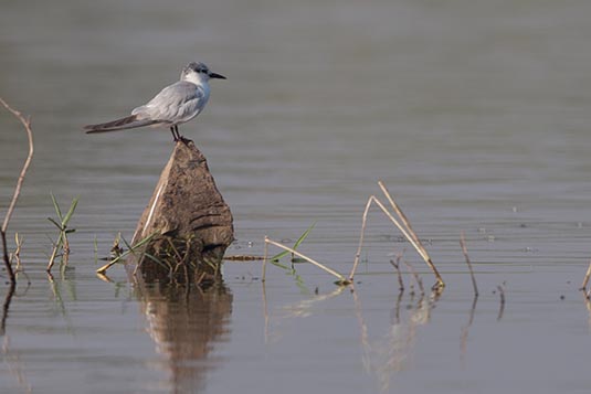 Forster's Tern, Kumbhargaon (Bhigwan), Maharashtra, India
