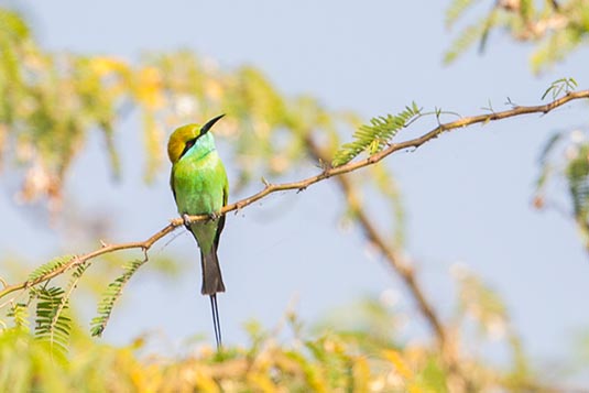 Green Bee-eater, Kumbhargaon (Bhigwan), Maharashtra, India