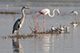 Grey Heron and Greater Flamingo, Kumbhargaon (Bhigwan), Maharashtra, India