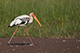 Painted Stork, Kumbhargaon (Bhigwan), Maharashtra, India