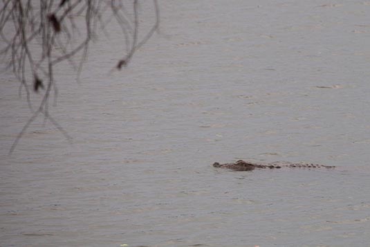 A Crocodile, Tadoba Andhari Tiger Reserve, Maharashtra, India
