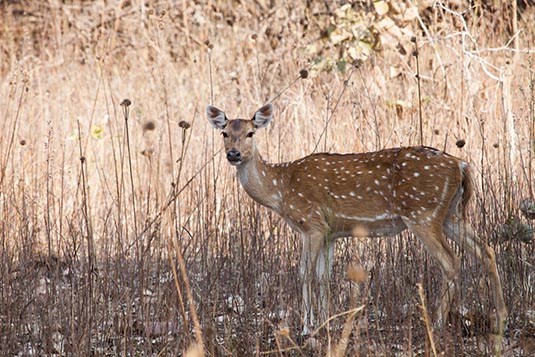 Barking Deer, Tadoba Andhari Tiger Reserve, Maharashtra, India